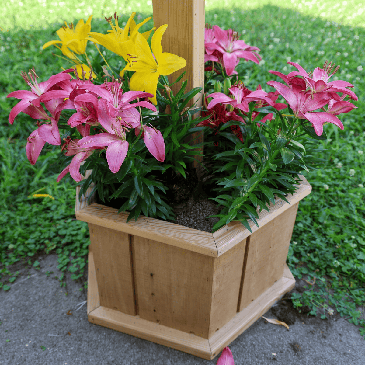 Porchgate Amish Freestanding Gazebo Bird Feeder